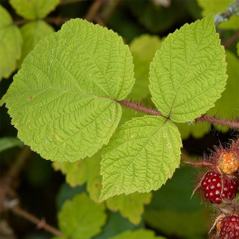 Japanische Weinbeere Raisin du Japon - Rubus phoenicolasius (Foliage)
