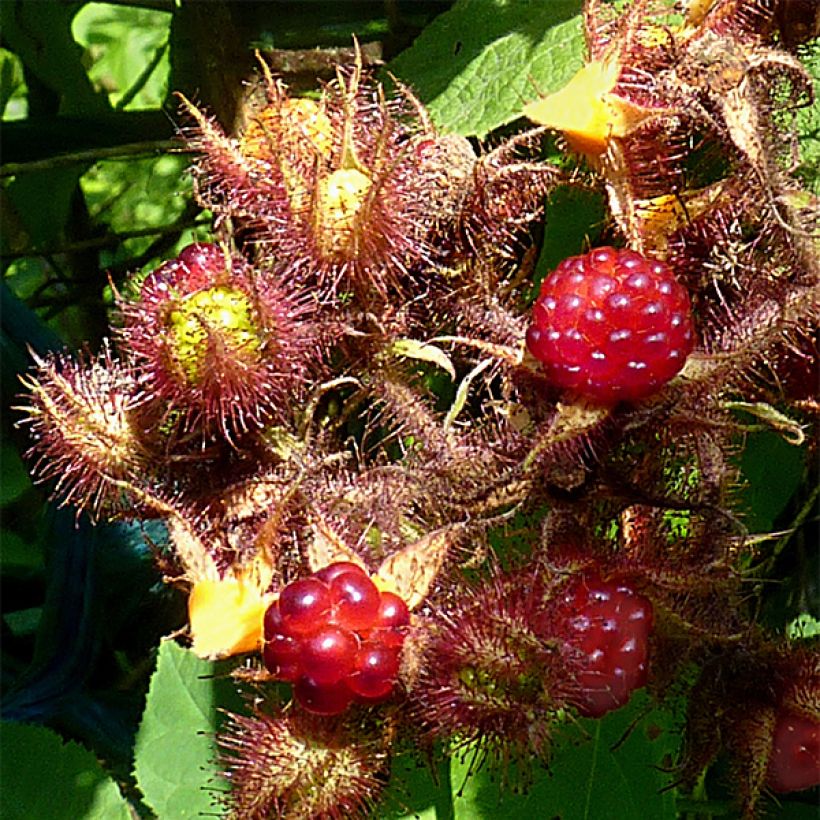 Japanische Weinbeere Raisin du Japon - Rubus phoenicolasius (Harvest)