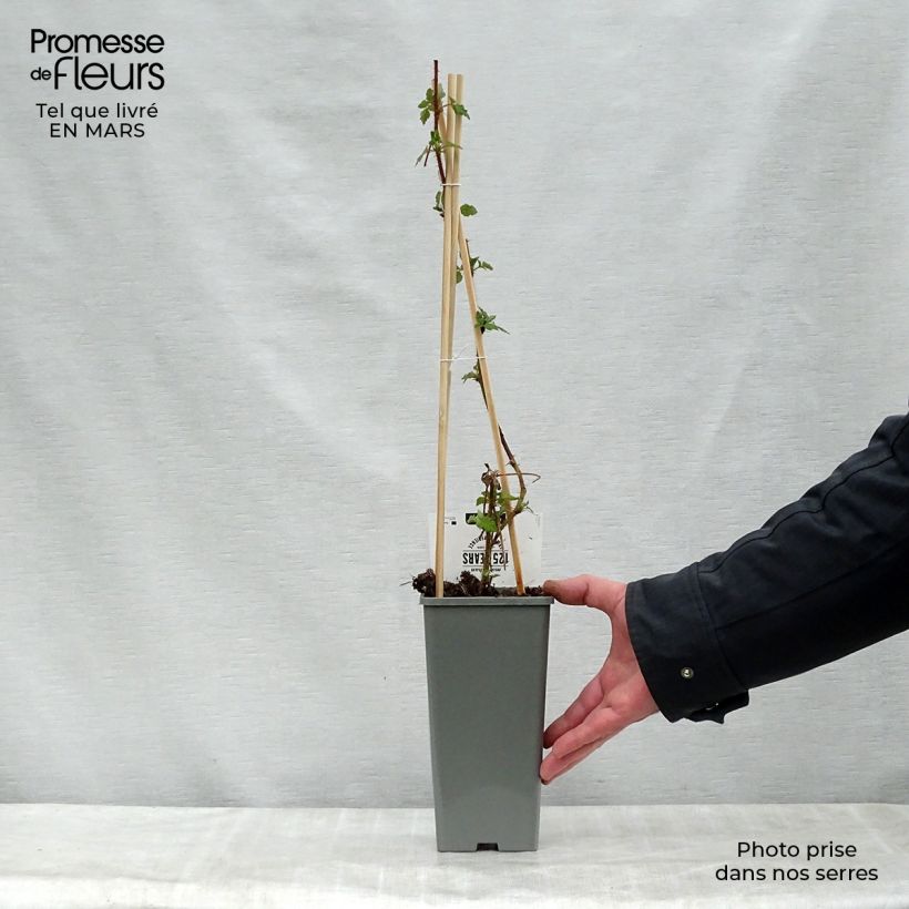 Exemplar von Japanische Weinbeere Raisin du Japon - Rubus phoenicolasius Topf mit 1,5L/2L, Strauch/Busch, mehrstämmig wie im Frühjahr geliefert