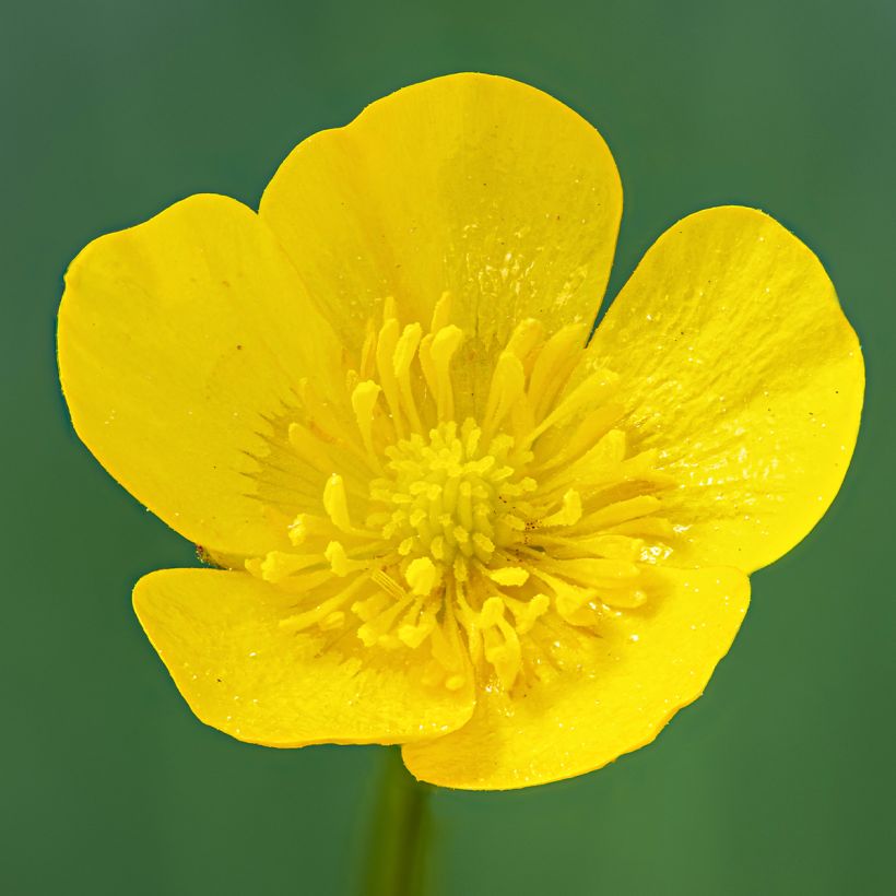 Scharfer Hahnenfuß - Ranunculus acris (Flowering)