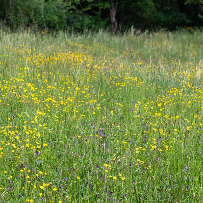 Scharfer Hahnenfuß - Ranunculus acris (Plant habit)
