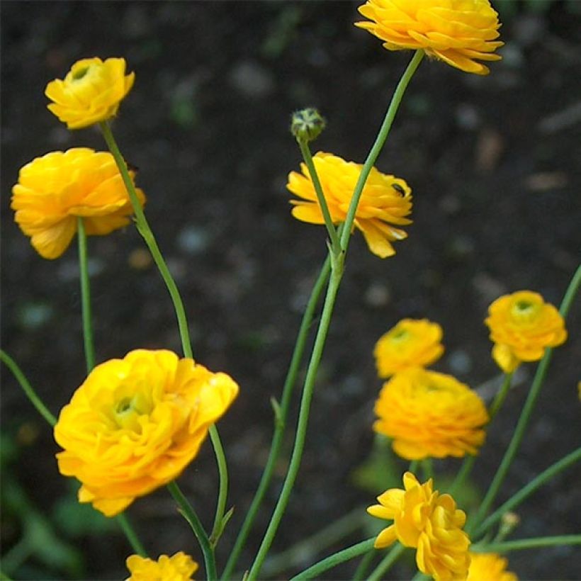 Scharfer Hahnenfuß Multiplex - Ranunculus acris (Flowering)