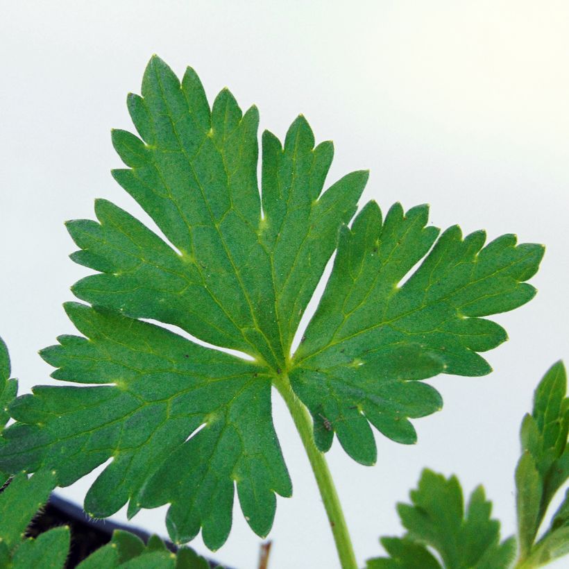 Scharfer Hahnenfuß Multiplex - Ranunculus acris (Foliage)