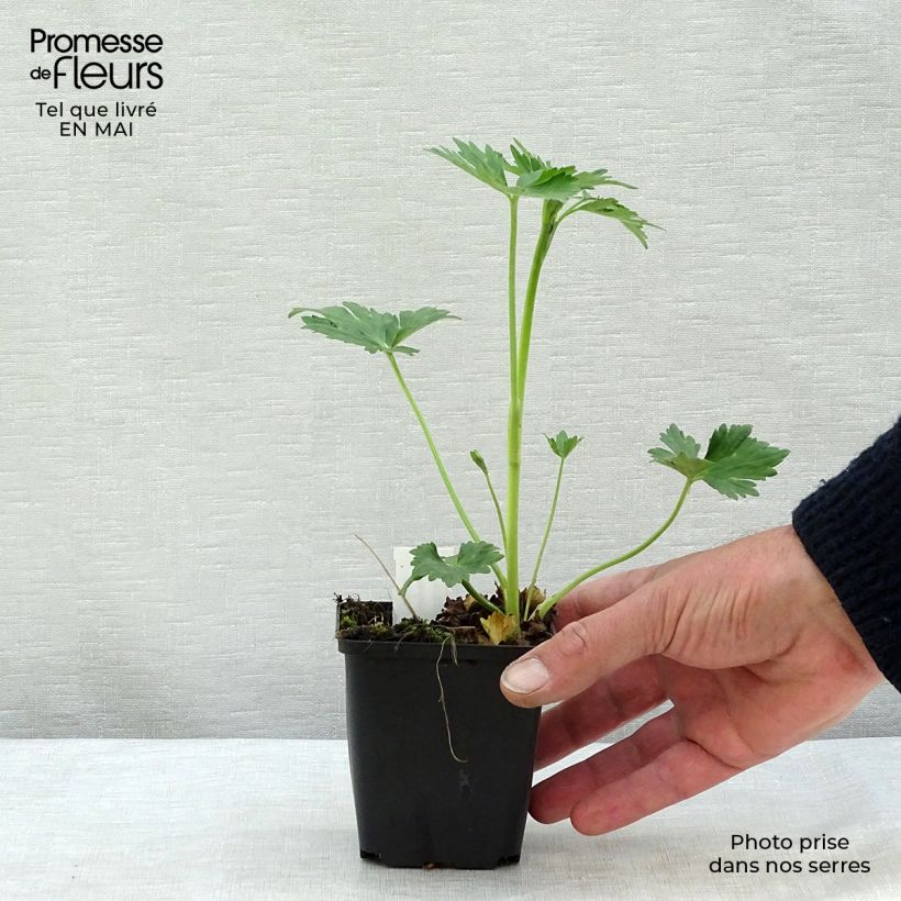 Exemplar von Scharfer Hahnenfuß Multiplex - Ranunculus acris Kleine Töpfe von 8/9 cm wie im Frühjahr geliefert