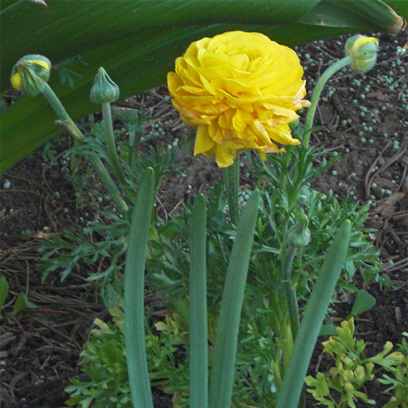 Ranunkel Mixture - Ranunculus (Flowering)