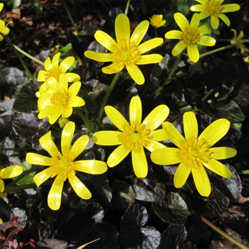 Scharbockskraut Brazen Hussy - Ranunculus ficaria (Flowering)