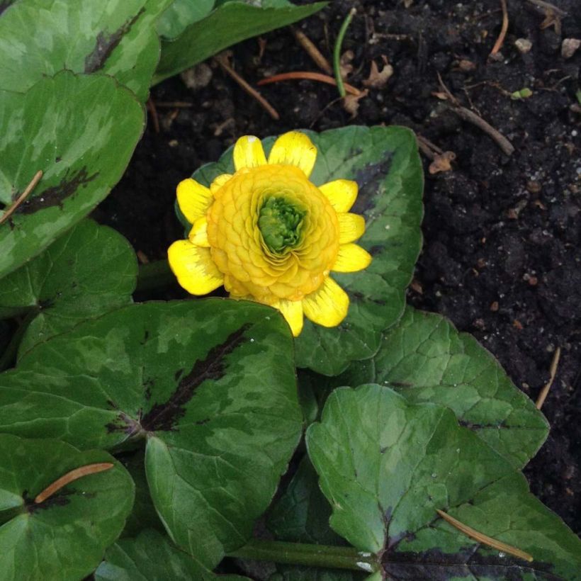 Scharbockskraut Collarette - Ranunculus ficaria (Plant habit)