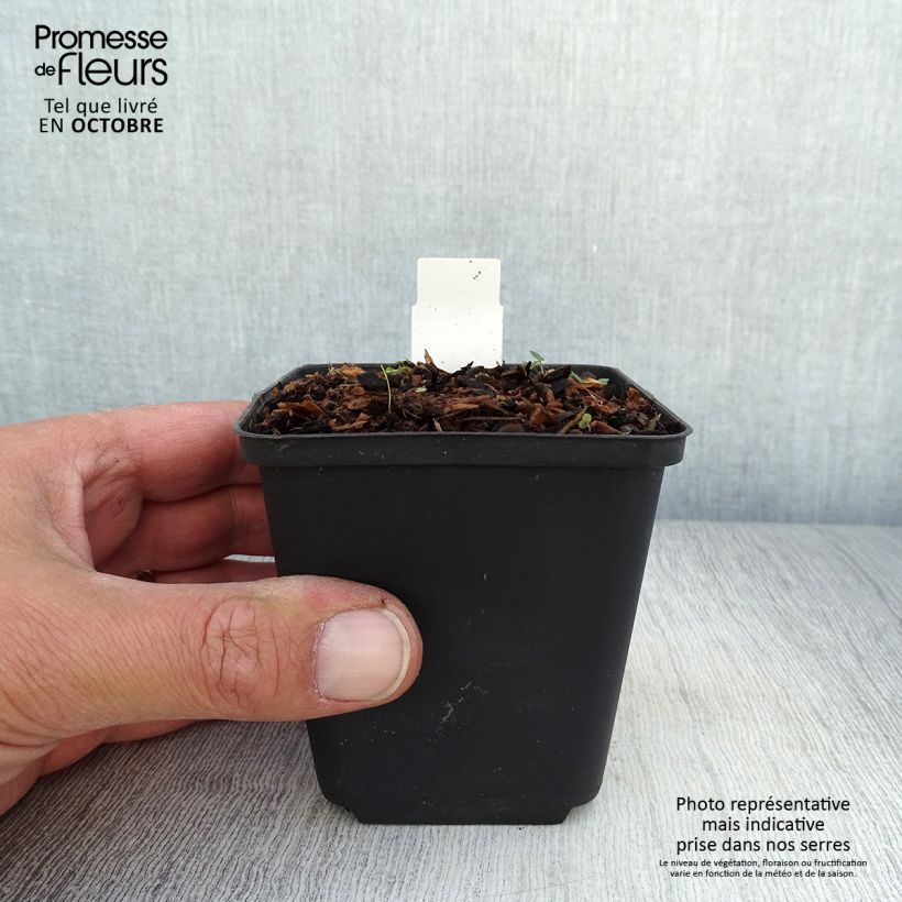 Example of Scharbockskraut Collarette - Ranunculus ficaria Kleine Töpfe von 8/9 cm as you get in automne