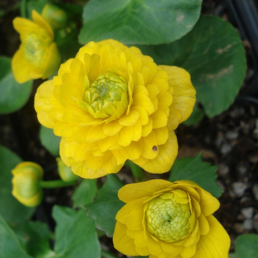 Scharbockskraut Flore Pleno - Ranunculus ficaria (Flowering)