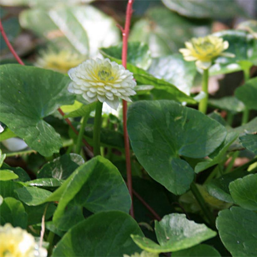 Scharbockskraut Ken Aslet - Ranunculus ficaria (Foliage)