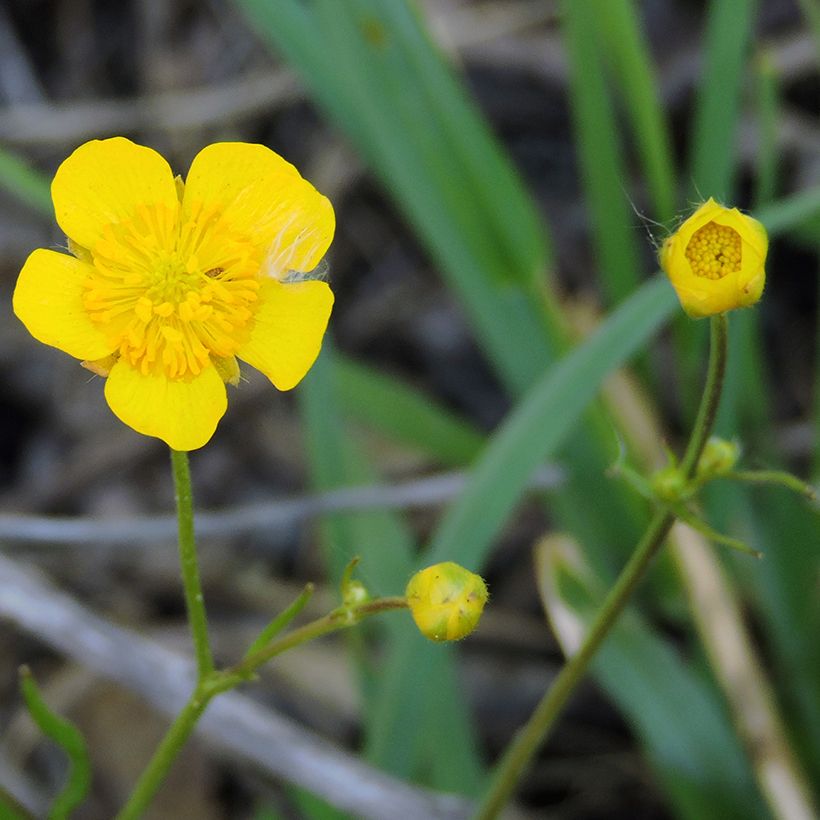 Brennender Hahnenfuß - Ranunculus flammula (Flowering)