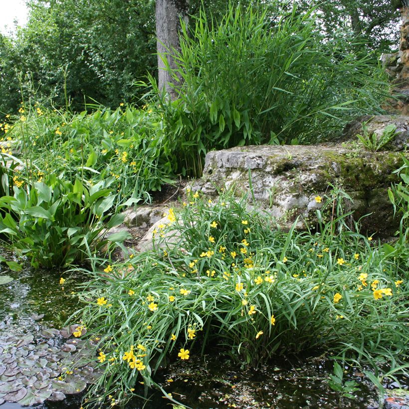 Brennender Hahnenfuß - Ranunculus flammula (Plant habit)