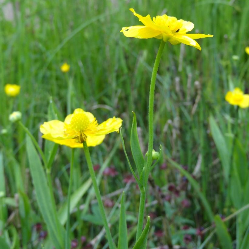 Ranunculus lingua - Großer Hahnenfuß (Flowering)