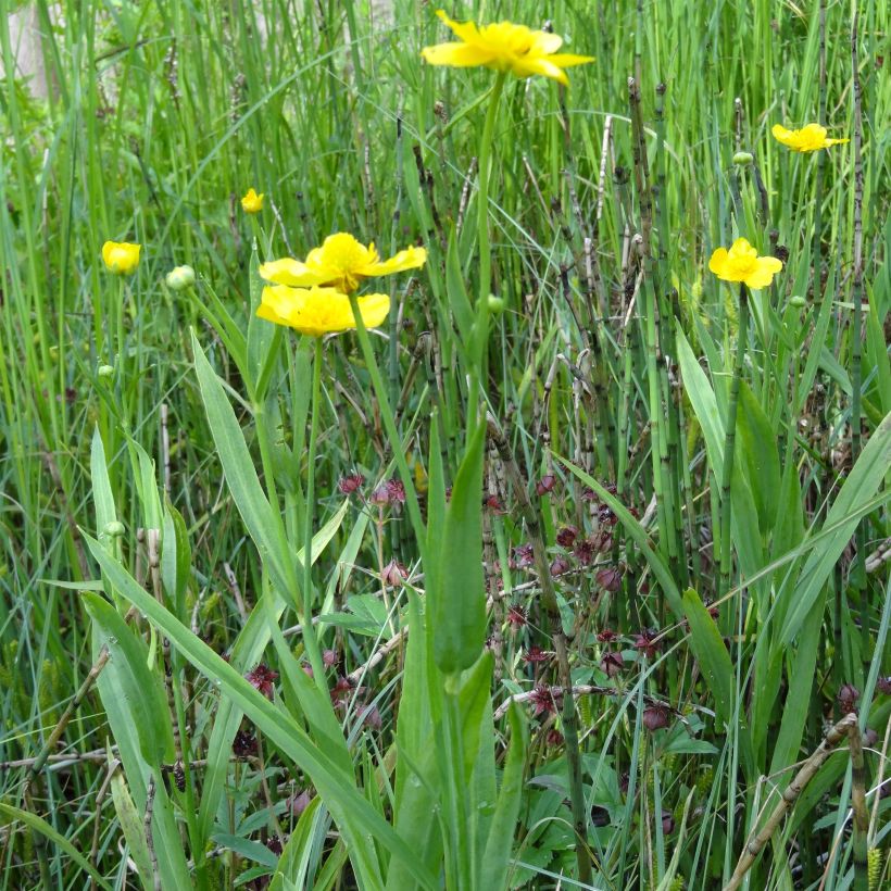 Ranunculus lingua - Großer Hahnenfuß (Plant habit)