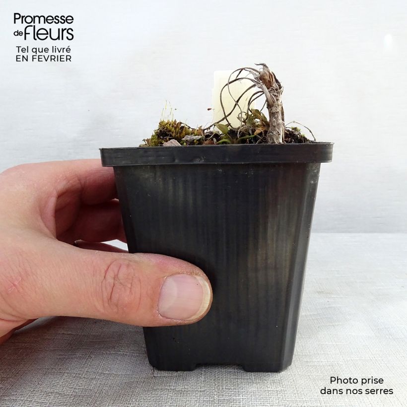 Exemplar von Ranunculus lingua - Großer Hahnenfuß Kleine Töpfe von 8/9 cm wie im Winter geliefert