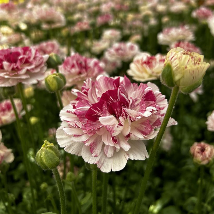 Ranunkel Brushmark Cesar – Ranunculus asiaticus (Blüte)