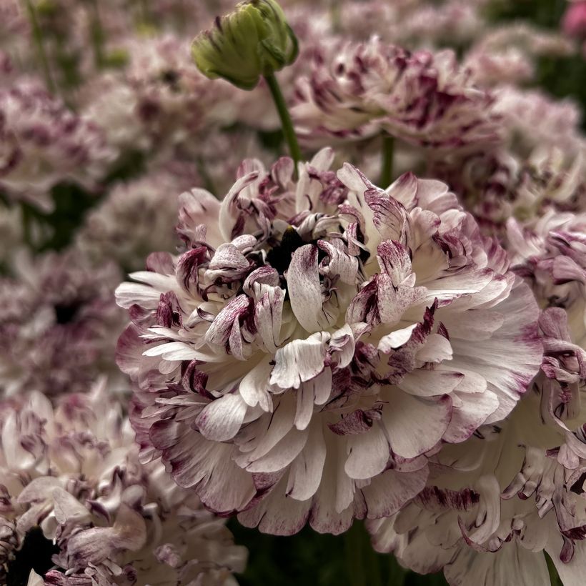 Ranunkel Brushmark Seti – Ranunculus asiaticus (Blüte)