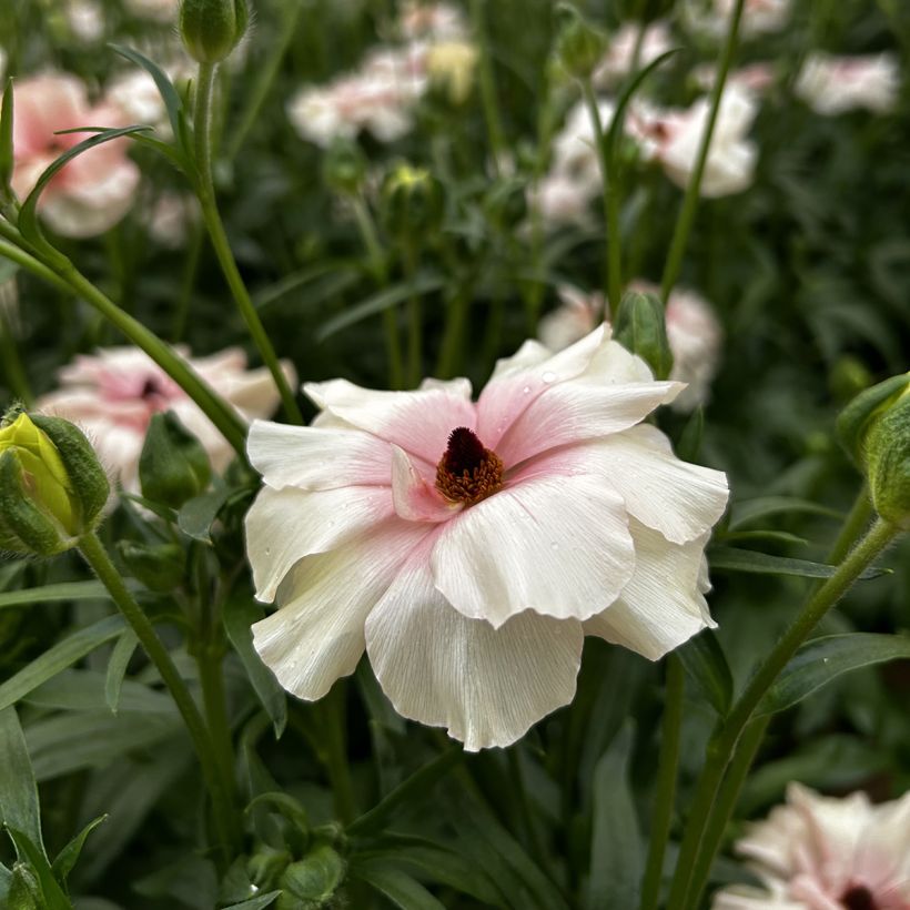 Ranunkel Butterfly Ariadne – Ranunculus asiaticus (Blüte)