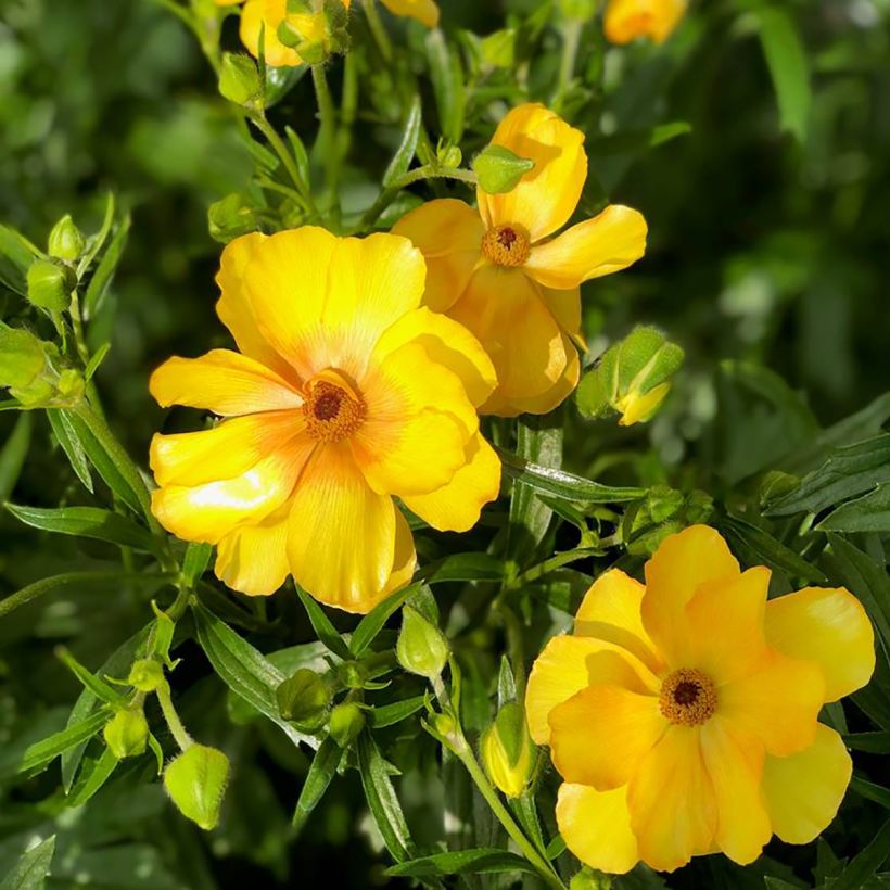 Ranunkel Butterfly Dione – Ranunculus asiaticus (Blüte)