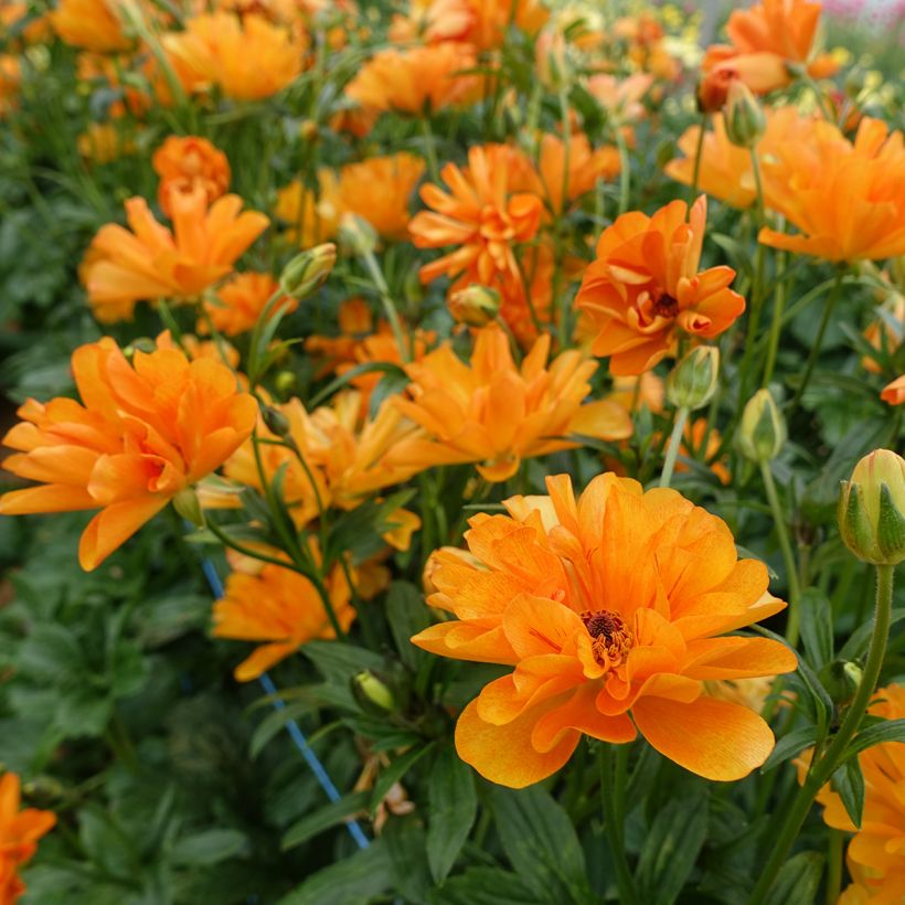 Ranunkel Butterfly Galatea – Ranunculus asiaticus (Blüte)