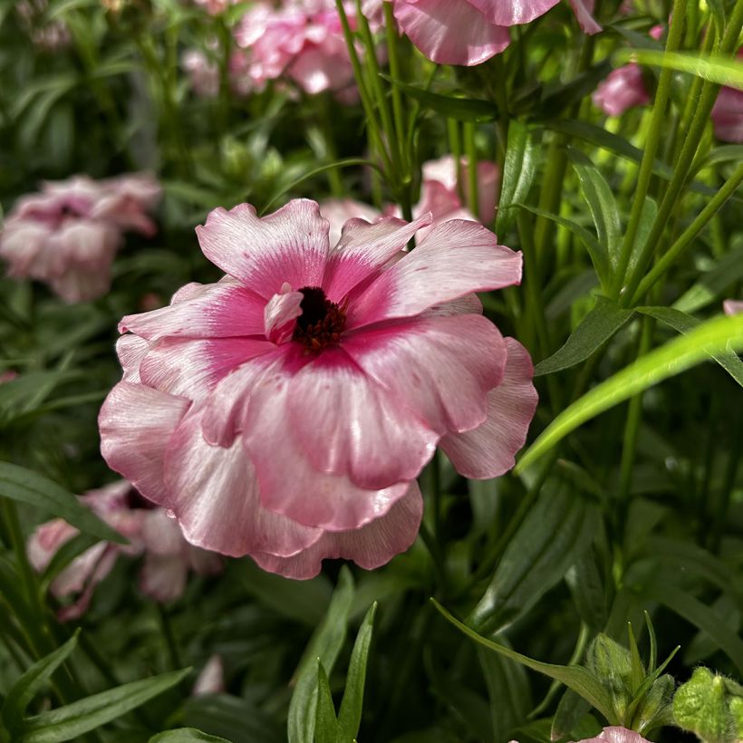 Ranunkel Butterfly Lycia – Ranunculus asiaticus (Blüte)
