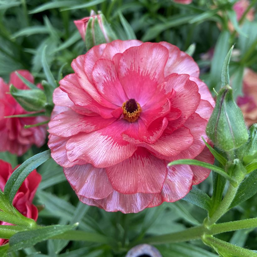 Ranunkel Butterfly Musa – Ranunculus asiaticus (Blüte)