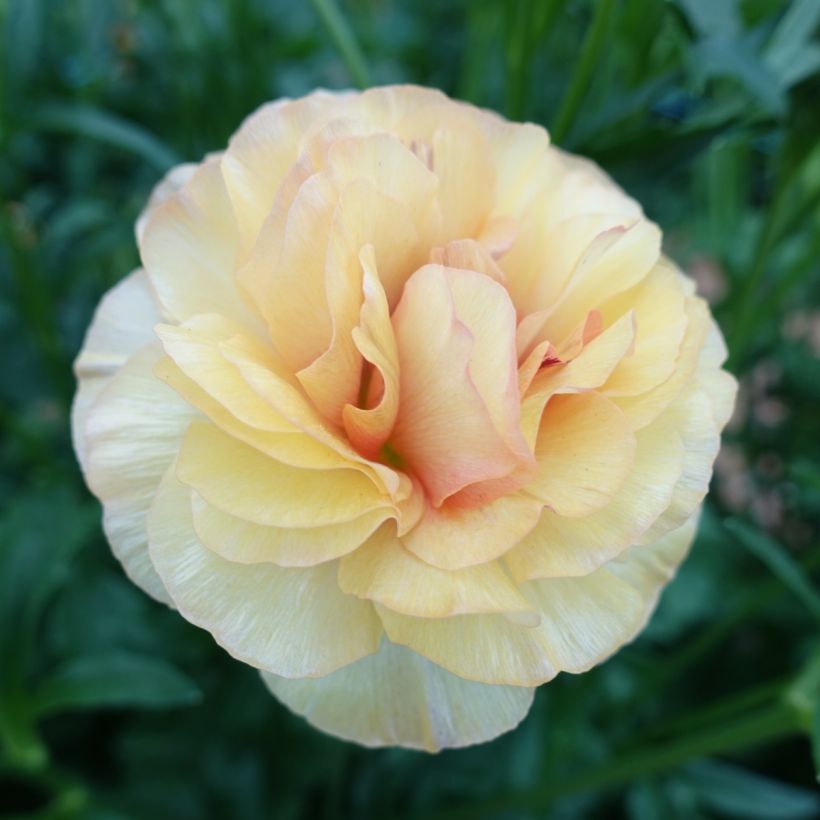 Ranunkel Butterfly Vestalis – Ranunculus asiaticus (Blüte)