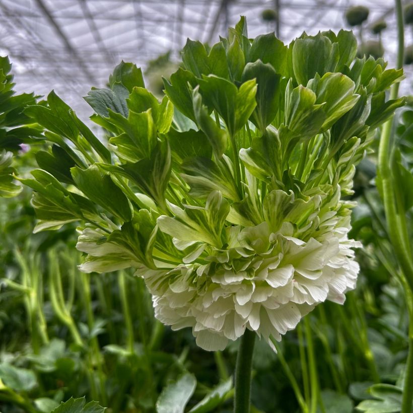 Ranunkel Crown Giverny – Ranunculus asiaticus (Blüte)