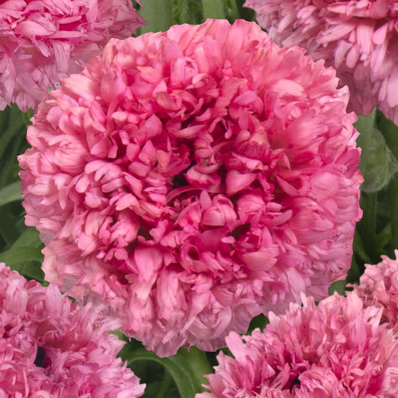 Ranunkel Poodle Ramlia – Ranunculus asiaticus (Blüte)