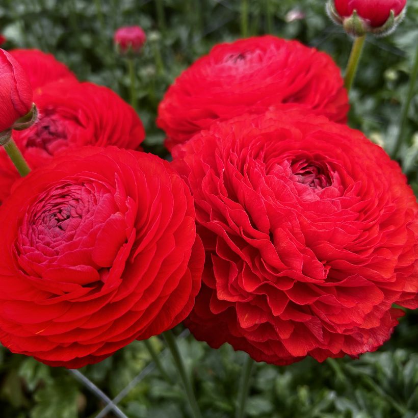 Ranunkel Romance Get Lucky – Ranunculus asiaticus (Blüte)