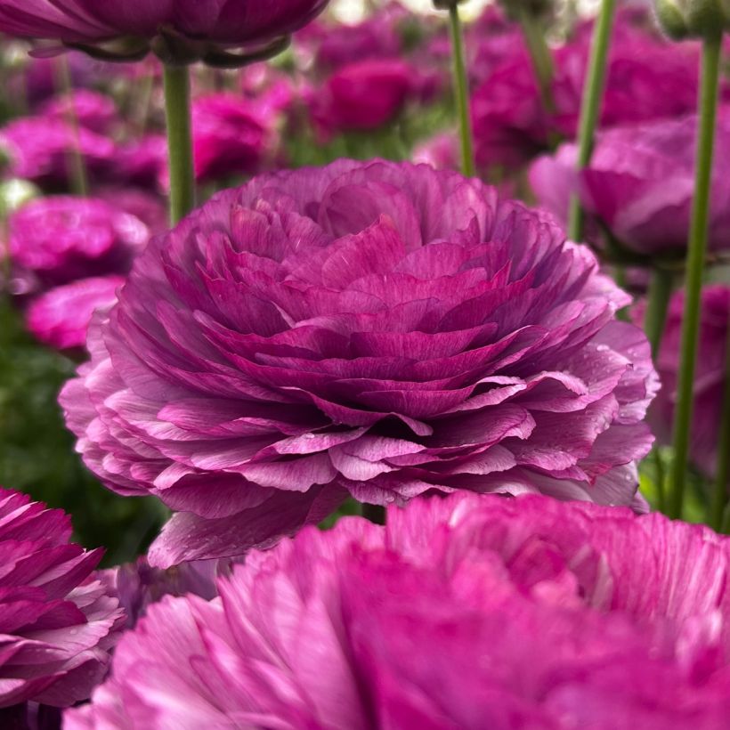 Ranunkel Romance Loubeyres – Ranunculus asiaticus (Blüte)