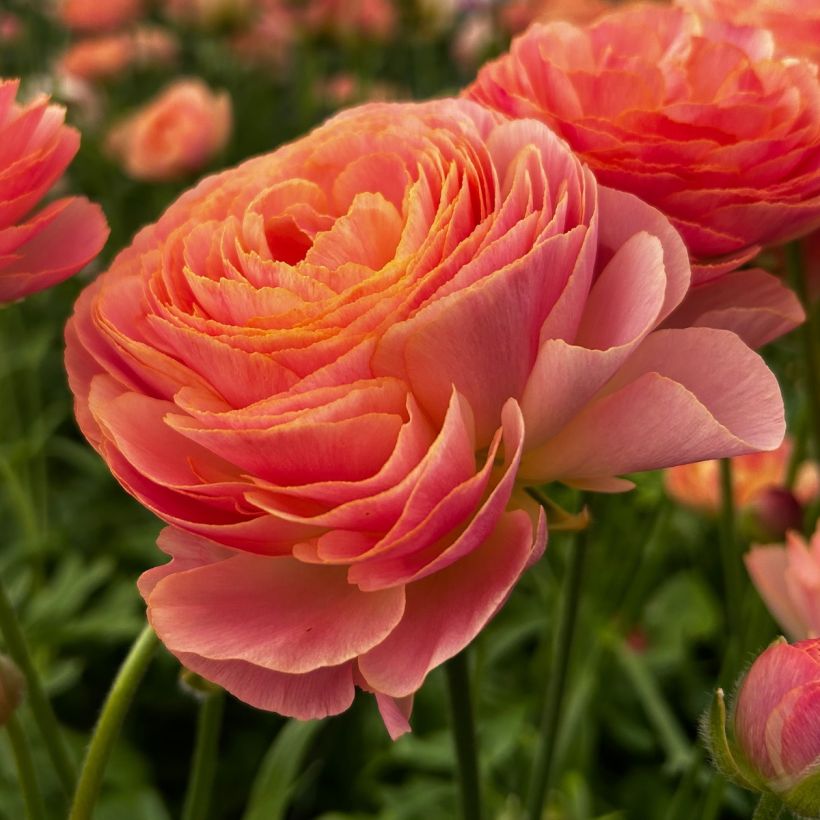 Ranunkel Romance Nohant – Ranunculus asiaticus (Blüte)