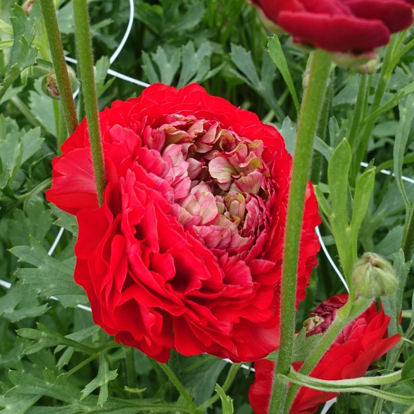 Ranunkel Romance Odon – Ranunculus asiaticus (Blüte)