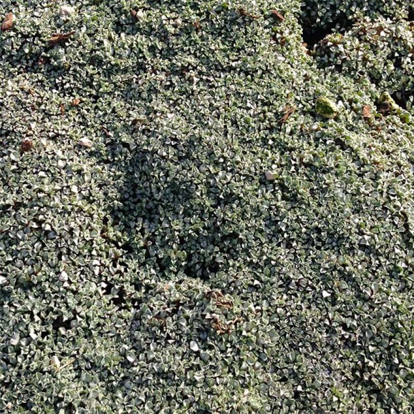 Raoulia australis - Silberkissen (Plant habit)