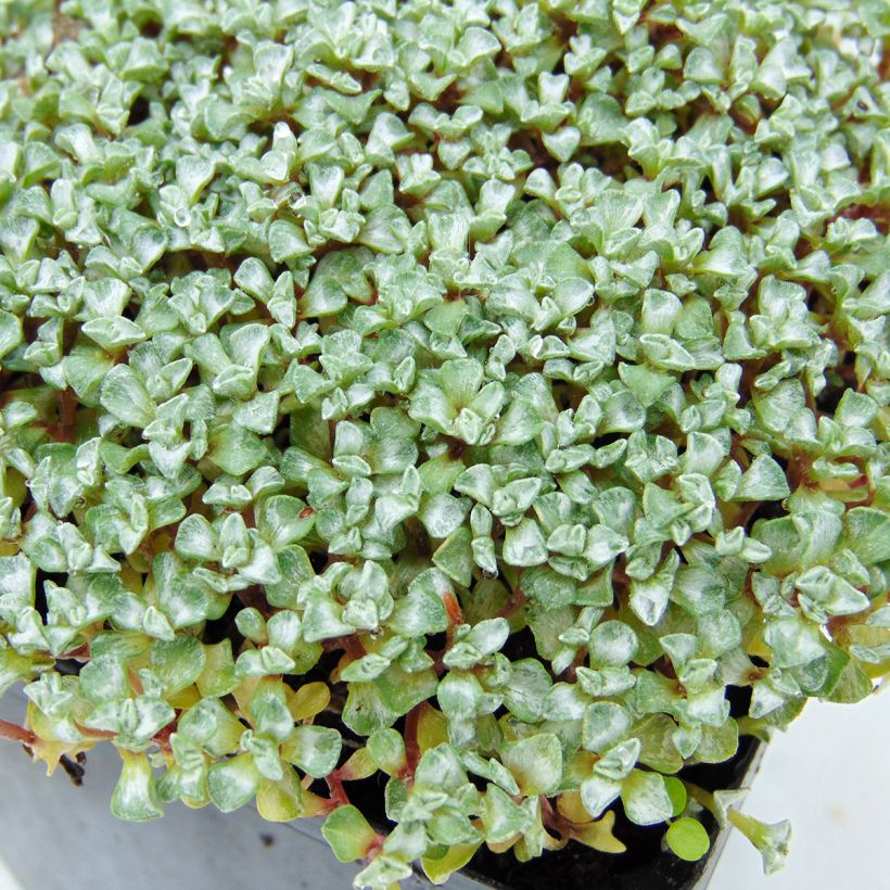 Raoulia australis - Silberkissen (Foliage)
