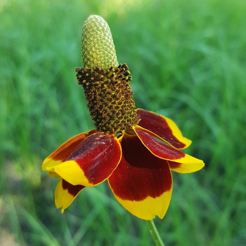 Ratibida columnifera (Samen) - Präriesonnenhut (Flowering)