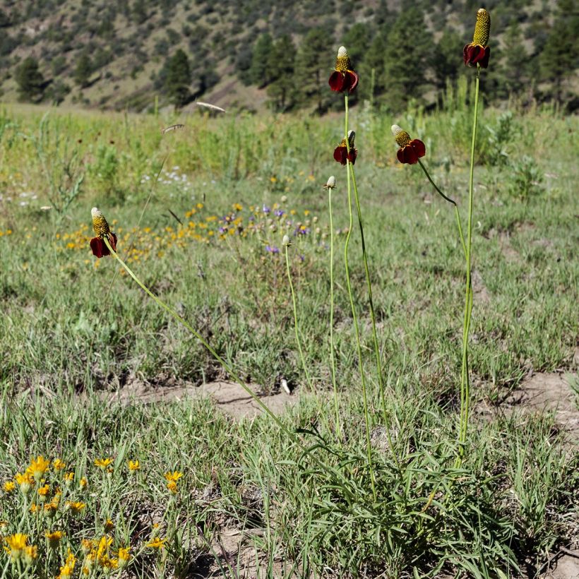 Ratibida columnifera (Samen) - Präriesonnenhut (Plant habit)
