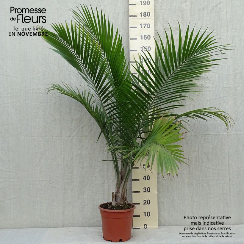 Example of Ravenea rivularis - Weißstammpalme Topf mit 7,5L/10L as you get in automne