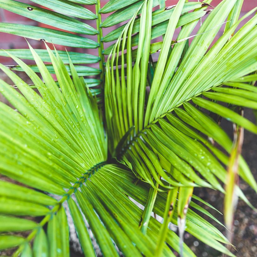 Ravenea rivularis - Weißstammpalme (Foliage)