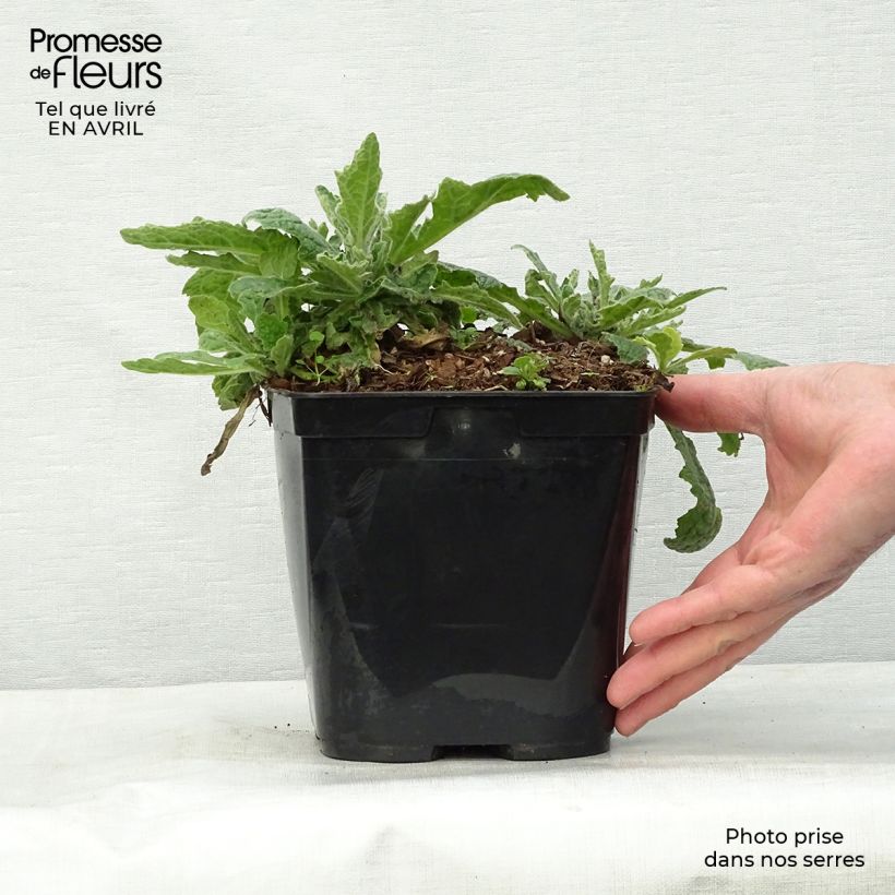 Example of Rehmannia Polina Topf mit 2L/3L as you get in printemps