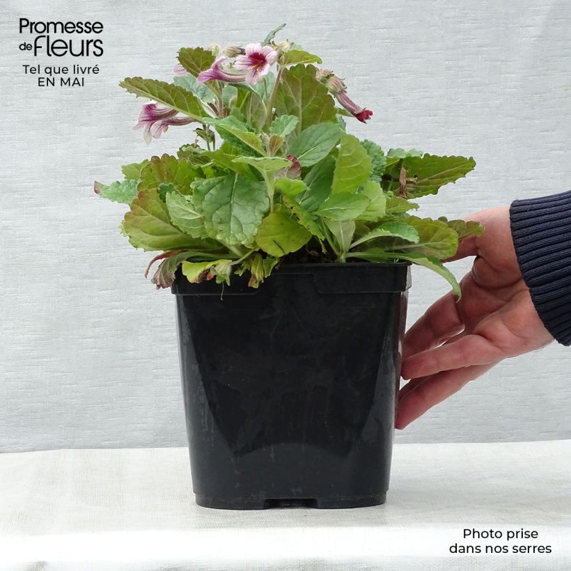 Exemplar von Rehmannia henryi Topf mit 2L/3L wie im Frühjahr geliefert