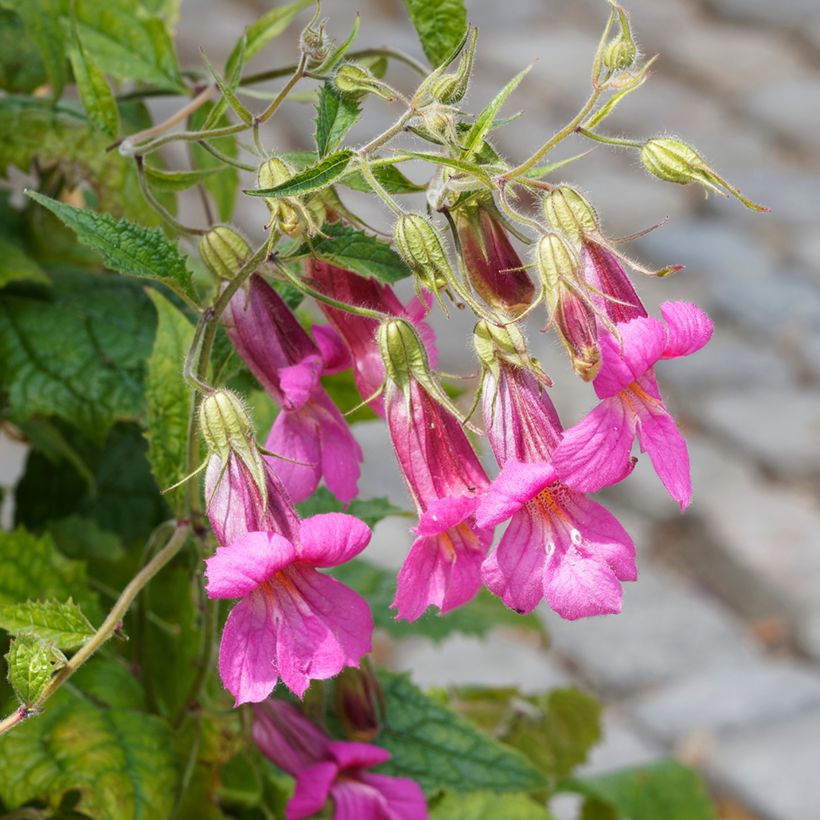Rehmannia elata (Blüte)