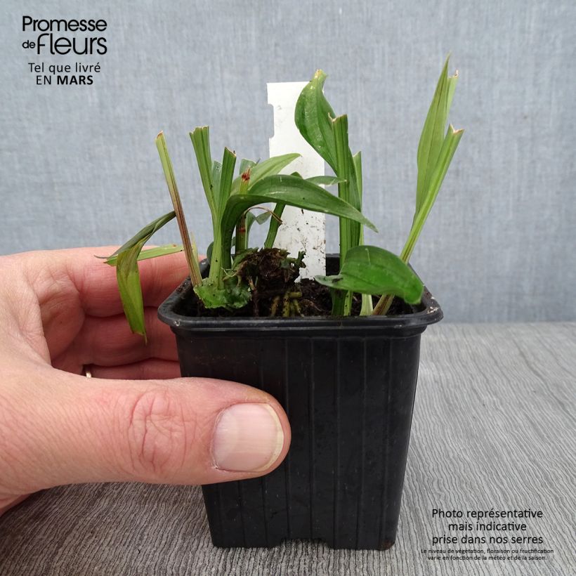 Example of Reineckea carnea Kleine Töpfe von 8/9 cm as you get in hiver