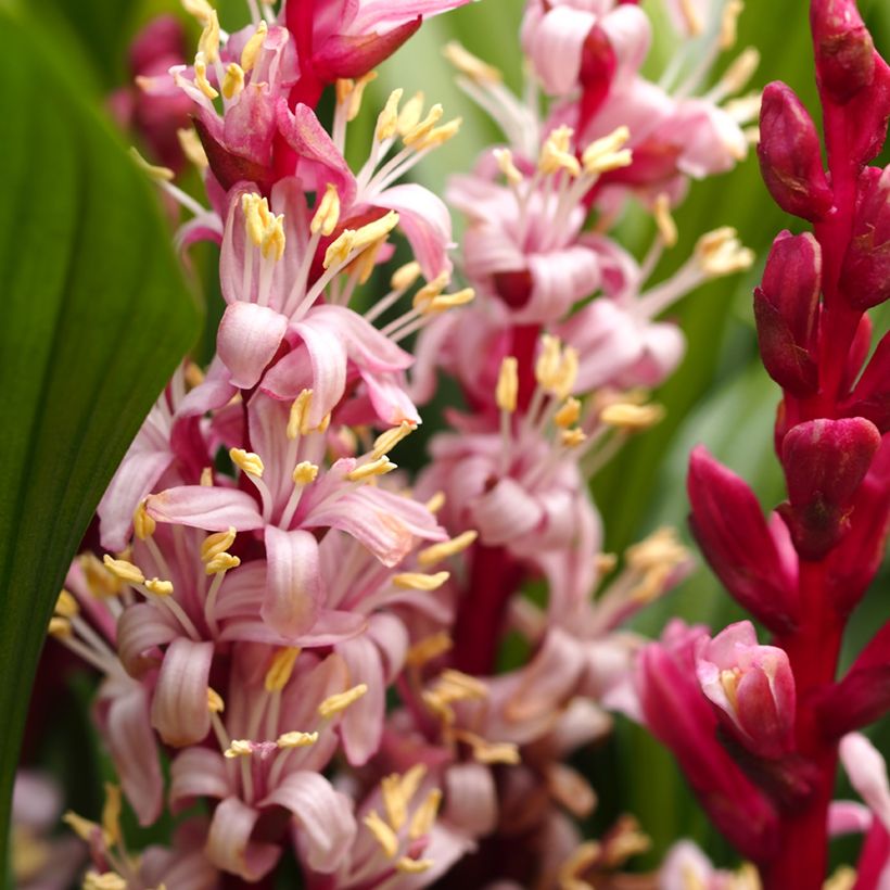 Reineckea carnea (Flowering)