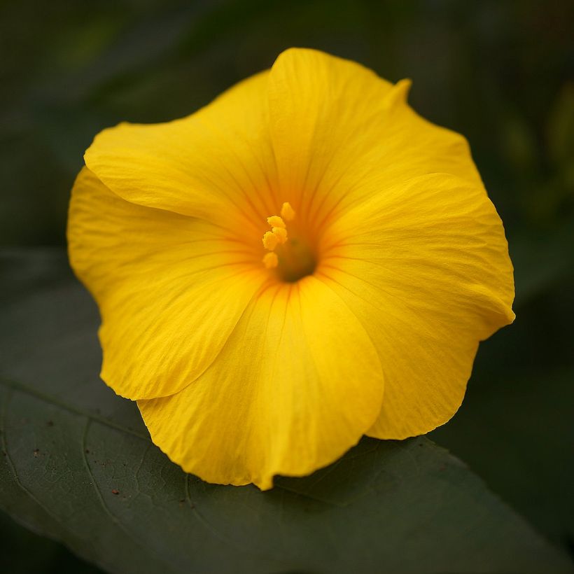 Reinwardtia indica (Flowering)