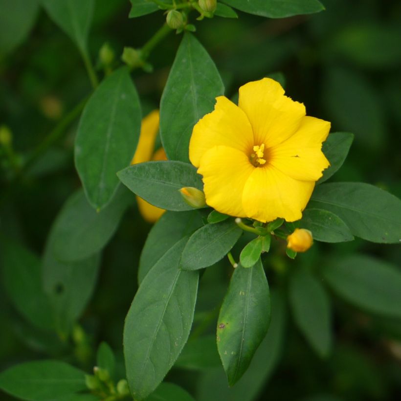 Reinwardtia indica (Foliage)