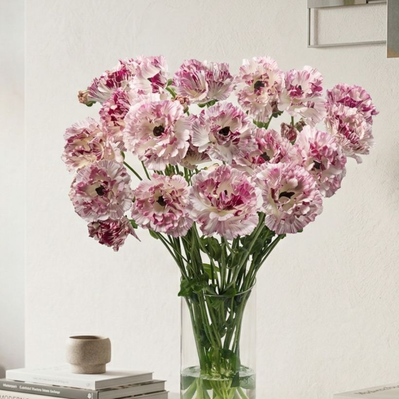 Ranunkel Brushmark Cesar – Ranunculus asiaticus (Wuchs)