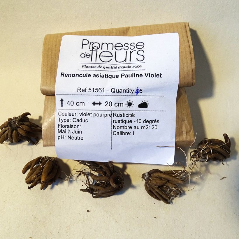 Example of Ranunkel Pauline Violet - Ranunculus Zwiebel size 8+ as you get