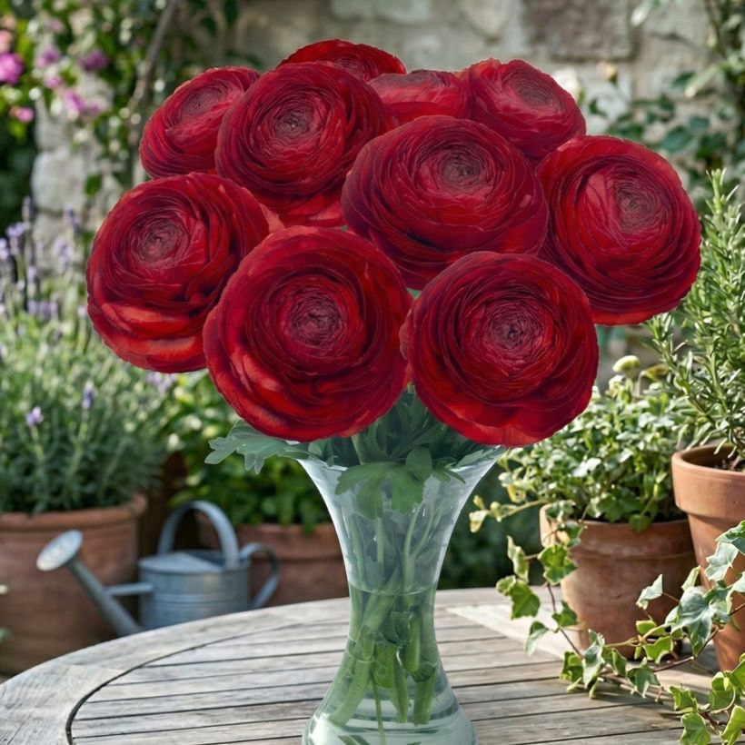 Ranunkel Romance Get Lucky – Ranunculus asiaticus (Wuchs)