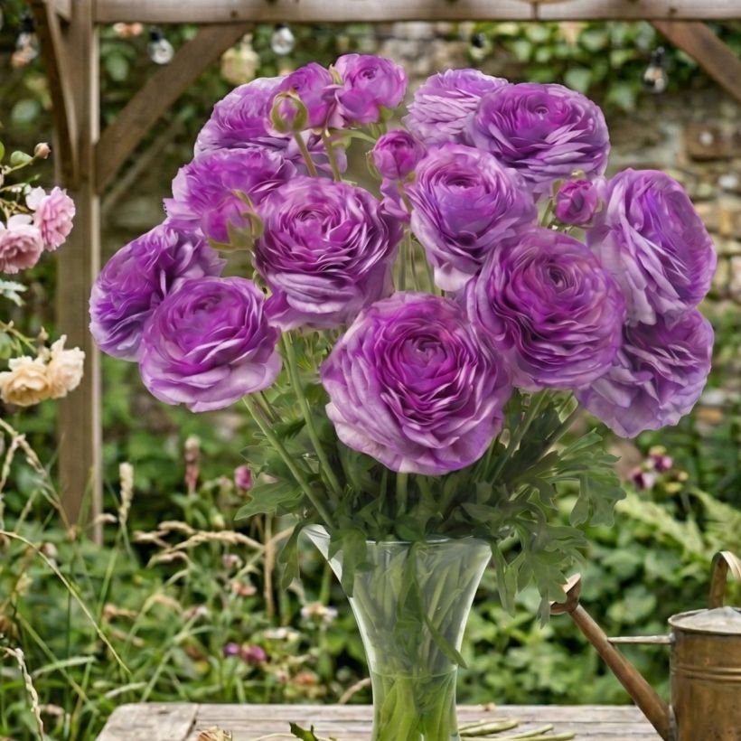Ranunkel Romance Loubeyres – Ranunculus asiaticus (Wuchs)